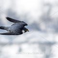 Wanderfalke (Falco peregrinus)