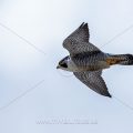 Wanderfalke (Falco peregrinus)