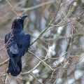 Kolkrabe (Corvus corax)