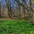 Bärlauchlandschaft, erstes Grün im Frühlingswald