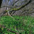 Bärlauchlandschaft, erstes Grün im Frühlingswald