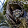 Steinkauz (Athene noctua)
