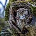 Steinkauz (Athene noctua) rufend
