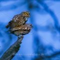 Steinkäuze (Athene noctua) Paarungsritual