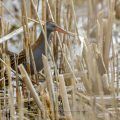 Wasserralle (Rallus aquaticus)