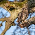 Steinkauz (Athene noctua)