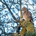 Steinkauz (Athene noctua)