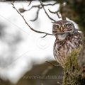 Steinkauz (Athene noctua)