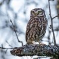 Steinkauz (Athene noctua)