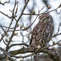 Steinkauz (Athene noctua)