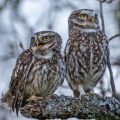 Steinkäuze (Athene noctua) Männchen und Weibchen