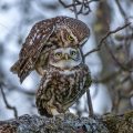 (Athene noctua) Paarungsritual