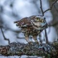 Steinkauz (Athene noctua) Weibchen nach der Paarung