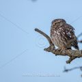 Steinkauz (Athene noctua)