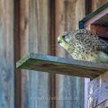 Turmfalke (Falco tinnunculus) Weibchen