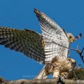 Turmfalke (Falco tinnunculus) Paarung