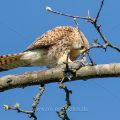 Turmfalke (Falco tinnunculus) Weibchen mit Beute