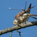 Turmfalke (Falco tinnunculus) Weibchen