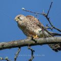 Turmfalke (Falco tinnunculus) Weibchen