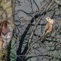 Turmfalke (Falco tinnunculus) Weibchen