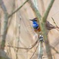 Weißsterniges Blaukehlchen (Luscinia svecica) Männchen