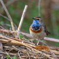 Weißsterniges Blaukehlchen (Luscinia svecica) Männchen