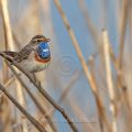 Weißsterniges Blaukehlchen (Luscinia svecica) Männchen