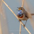Weißsterniges Blaukehlchen (Luscinia svecica) Männchen