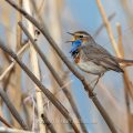 Weißsterniges Blaukehlchen (Luscinia svecica) Männchen