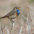 Weißsterniges Blaukehlchen (Luscinia svecica) Männchen