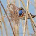 Weißsterniges Blaukehlchen (Luscinia svecica) Männchen