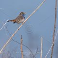 Weißsterniges Blaukehlchen (Luscinia svecica) Männchen