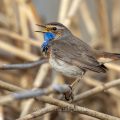 Weißsterniges Blaukehlchen (Luscinia svecica) Männchen