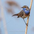 Weißsterniges Blaukehlchen (Luscinia svecica) Männchen