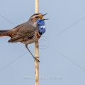 Weißsterniges Blaukehlchen (Luscinia svecica) Männchen