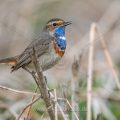 Weißsterniges Blaukehlchen (Luscinia svecica) Männchen