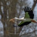 Weißstorch (Ciconia ciconia) mit Nistmaterial