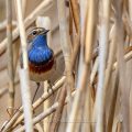Weißsterniges Blaukehlchen (Luscinia svecica) Männchen