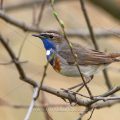 Weißsterniges Blaukehlchen (Luscinia svecica) Männchen