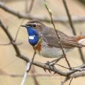 Weißsterniges Blaukehlchen (Luscinia svecica) Männchen