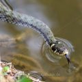 Ringelnatter (Natrix natrix)