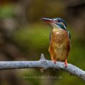 Eisvogel (Alcedo atthis) Weibchen