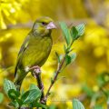 Grünfink (Carduelis chloris) Männchen