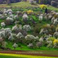 Streuobstwiesen bei Bissingen, Baden-Württemberg, Deutschland