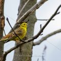 Goldammer (Emberiza citrinella) Männchen