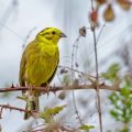 Goldammer (Emberiza citrinella) Männchen