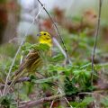 Goldammer (Emberiza citrinella) Männchen