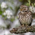 Steinkauz (Athene noctua)