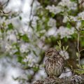Steinkauz (Athene noctua)