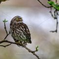 Steinkauz (Athene noctua)